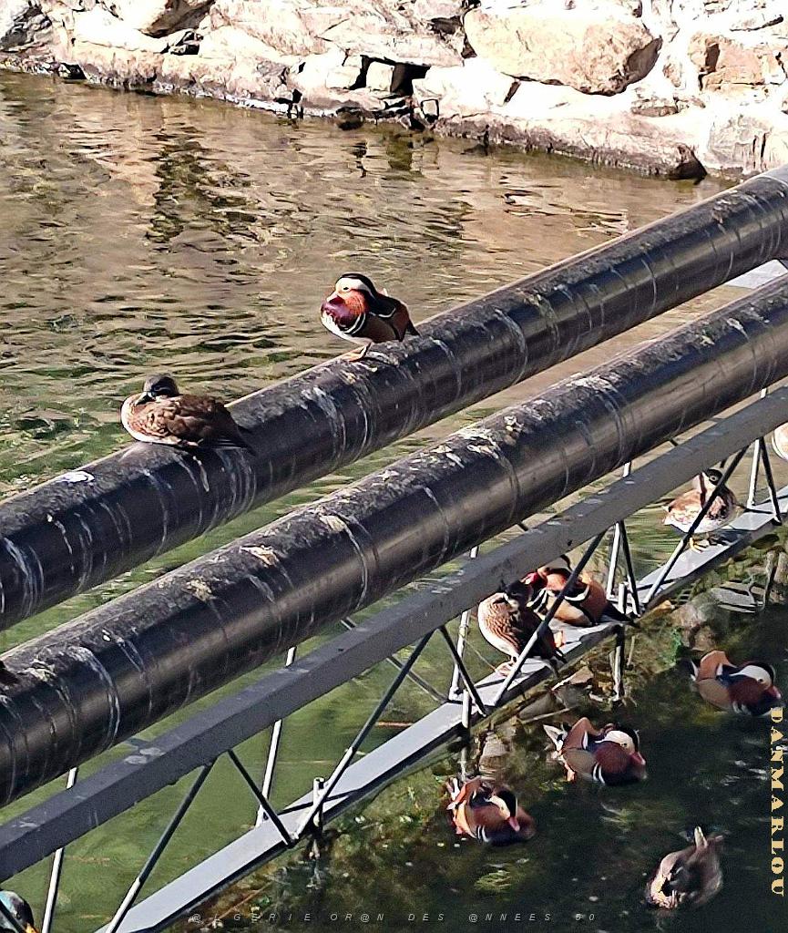 2023 11 PEKIN - PARC BEIHAI (37).jpg